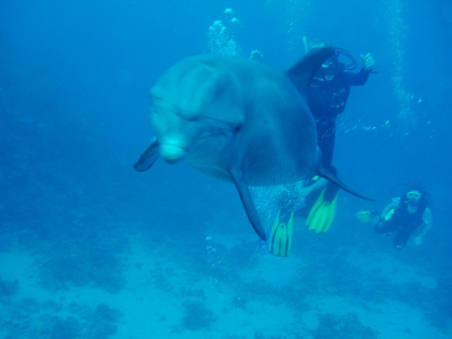 Dolphin_Divers.sized.jpg