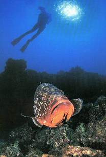 grouper.jpg