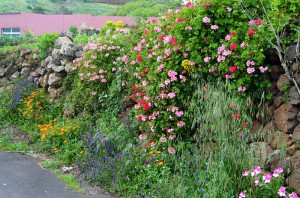 Mixed-flowers