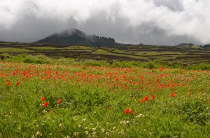 Poppies