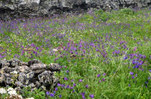 Purple-flowers