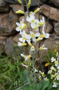White-&-yellow-flowers