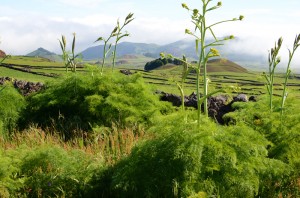 Wild-fennel
